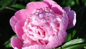 Pivoines: que symbolisent-elles et comment les placer dans le feng shui?