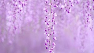Que signifie couleur lilas en psychologie?
