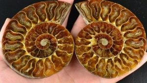 Ammonite: à quoi ça ressemble et quelles propriétés a-t-il?
