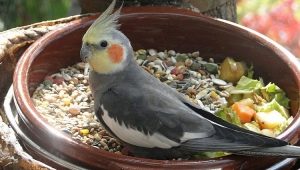 Mi a táplálás a cockatiel?