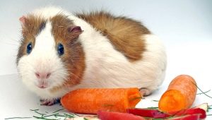 Que peut nourrir un cochon d'inde?