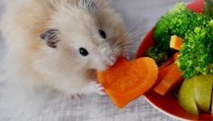 De quoi manger des rongeurs domestiques?