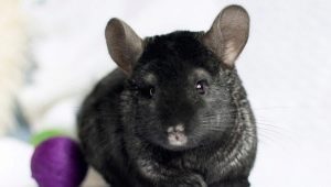 Chinchillas noires: quelles sont les races et quelles sont leurs caractéristiques?