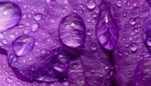 Qu'est-ce que la couleur pourpre signifie en psychologie?