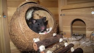 La maison du rat: comment choisir et le faire soi-même?