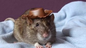 Names for rats boys
