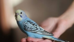 Combien et combien de perroquets ondulés dorment?