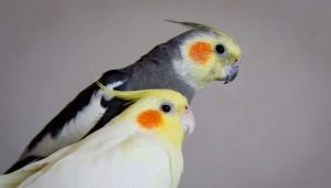 Hogyan határozzuk meg a Corella nemét?