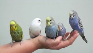 Comment apprivoiser un perroquet ondulé aux mains?