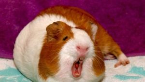 Quels sons font les cochons d'Inde et que veulent-ils dire?