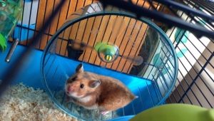 Cages pour hamster: types, choix et disposition