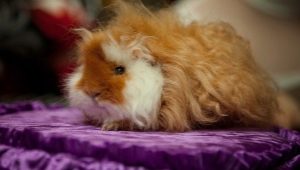Cochons d'Inde Alpaga: description et détails des soins
