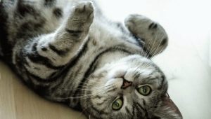 The color of the British cat Whiskas: color features and subtleties of care