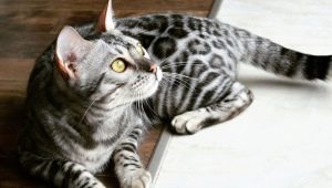 Description et règles d'entretien des chats gris du Bengale