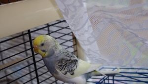 Caractéristiques perroquets ondulés en mue
