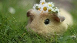 Pourquoi le cochon d'Inde est-il appelé ainsi?