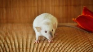 Rat siamois: caractéristiques et soins à la maison