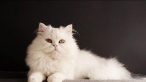 Chats Sibériens de couleur blanche: description de la race et particularités des soins