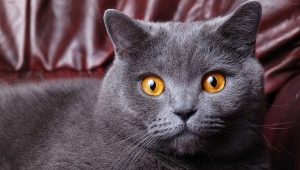 How many years live British cats and cats?