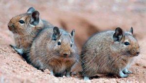 Tout à propos de degu