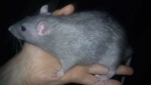 Tout sur les rats bleus