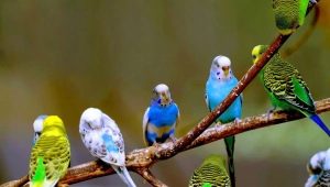 Tout sur les perroquets ondulés