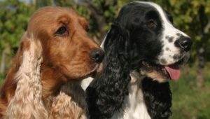 الانجليزية Cocker Spaniel: وصف سلالة والمحتوى