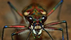 Arachnophobie: symptômes et remèdes