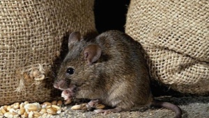 La peur des souris: description de la maladie et méthodes de délivrance