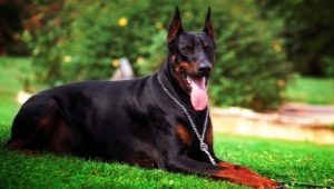 Fekete Doberman: színes jellemzők és gondozási szabályok