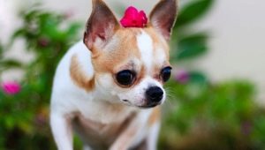 Chihuahua: kuvaus, rodulajit, luonne ja sisältö