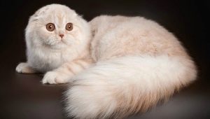 Long-haired Scottish cats: types and characteristics of the content
