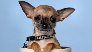 Kuinka vanha chihuahuas kasvaa?