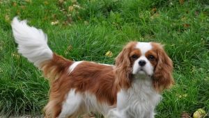 فارس الملك تشارلز Spaniel: كل ما تحتاج لمعرفته حول سلالة الكلاب