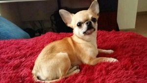 Milloin chihuahuas saa korvansa ja miten ne laitetaan?