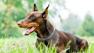 Barna Dobermans: szín és ápolás