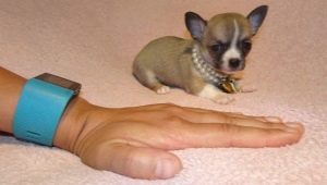 Micro-Chihuahua: miten koirat näyttävät ja miten ne säilytetään?