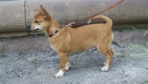 Katsaus Chihuahua Métis