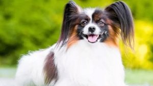 Papillon: a tartalom jellemzői és finomságai