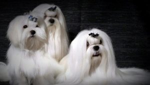 Lapdog keverék más fajtákkal
