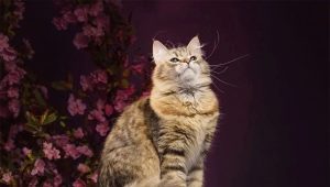 Couleurs communes des chats sibériens