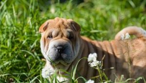 Shar Pei: rotuominaisuudet, edut ja haitat