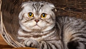 Scottish marble cats: color features, breed description and care details