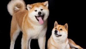 Shiba Inu e Akita Inu: Qual é a diferença?