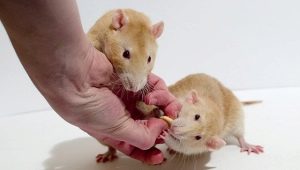 Combien d'années les rats ont-ils vécu et de quoi dépend-il?
