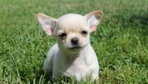 Luettelo chihuahuan pojien nimistä