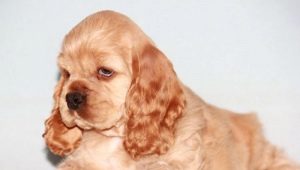 حلاقة الأمريكية Cocker Spaniel