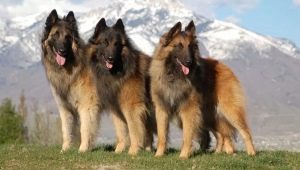 Tervuren: fajta leírása és tartalma