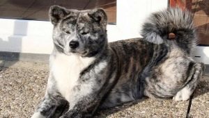 Tiger Akita Inu: características, conteúdo e educação