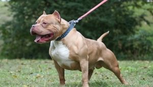 American Pit Bull Terrier: descrição e conteúdo
